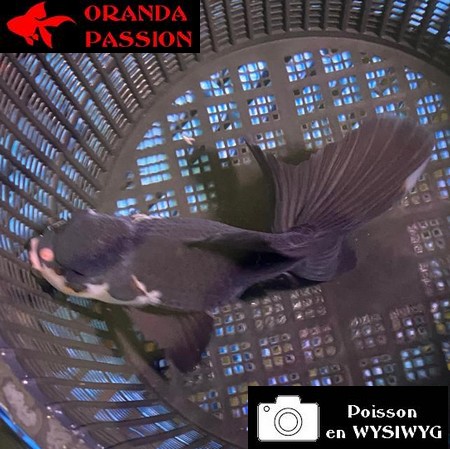 VOILE DE CHINE ORANDA 12-14 cm WYSIWYG PANDA 59BIS