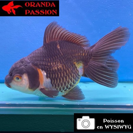 VOILE DE CHINE ORANDA 12-14 cm WYSIWYG NOIR TRICOLORE 64