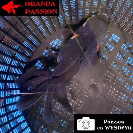 VOILE DE CHINE ORANDA 12-14 cm WYSIWYG NOIR TRICOLORE 64BIS