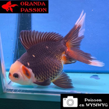 VOILE DE CHINE ORANDA 12-14 cm WYSIWYG NOIR TRICOLORE 63