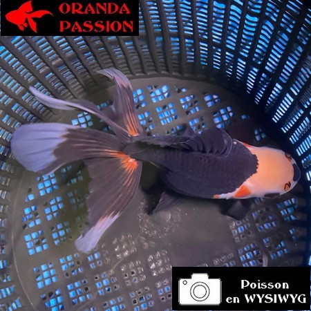 VOILE DE CHINE ORANDA 12-14 cm WYSIWYG NOIR TRICOLORE 63BIS