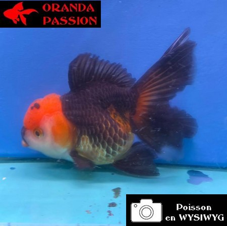 VOILE DE CHINE ORANDA 12-14 cm WYSIWYG NOIR TANCHO 70