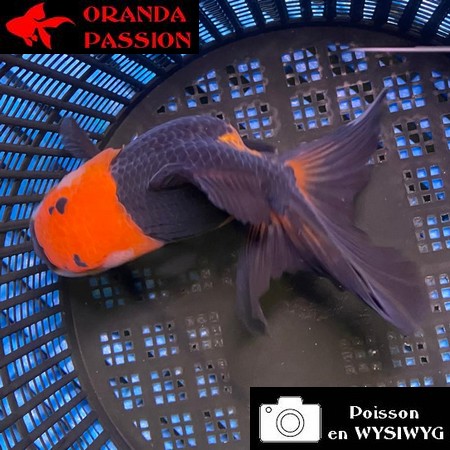 VOILE DE CHINE ORANDA 12-14 cm WYSIWYG NOIR TANCHO 70BIS