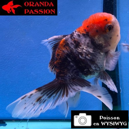 VOILE DE CHINE ORANDA 12-14 cm WYSIWYG CALICO 62