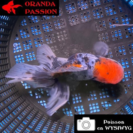 VOILE DE CHINE ORANDA 12-14 cm WYSIWYG CALICO 62BIS