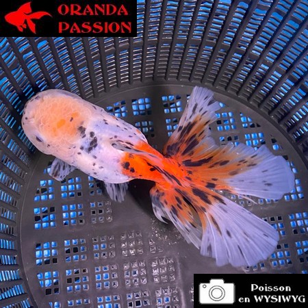 VOILE DE CHINE ORANDA 12-14 cm WYSIWYG CALICO 60BIS