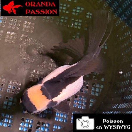 VOILE DE CHINE ORANDA 10-12 cm WYSIWYG PANDA 21BIS