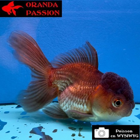 VOILE DE CHINE ORANDA 10-12 cm WYSIWYG BRONZE 31
