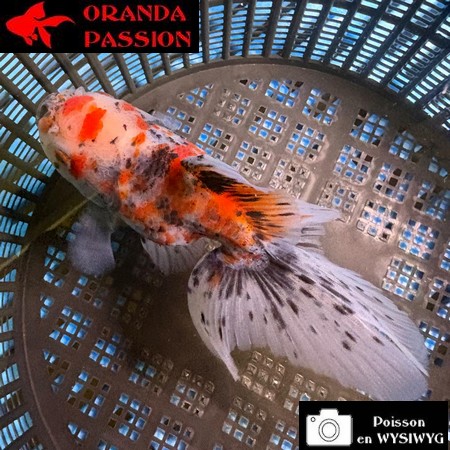 VOILE DE CHINE ORANDA 10-12 cm WYSIWYG CALICO 34BIS