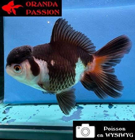 VOILE DE CHINE ORANDA 10-12 cm WYSIWYG PANDA 27