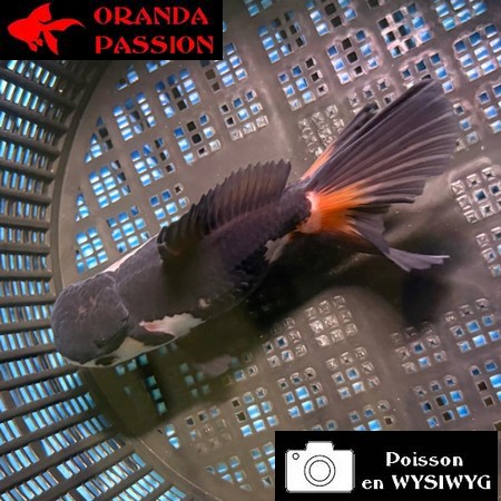 VOILE DE CHINE ORANDA 10-12 cm WYSIWYG PANDA 27BIS
