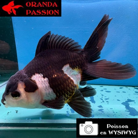 VOILE DE CHINE ORANDA 10-12 cm WYSIWYG PANDA 28