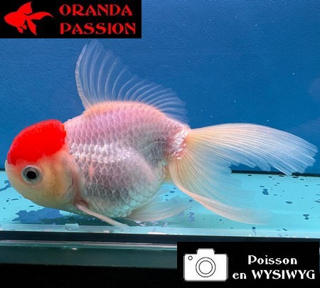 VOILE DE CHINE ORANDA 10-12 cm WYSIWYG RED CAP 23