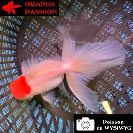 VOILE DE CHINE ORANDA 10-12 cm WYSIWYG RED CAP 23BIS