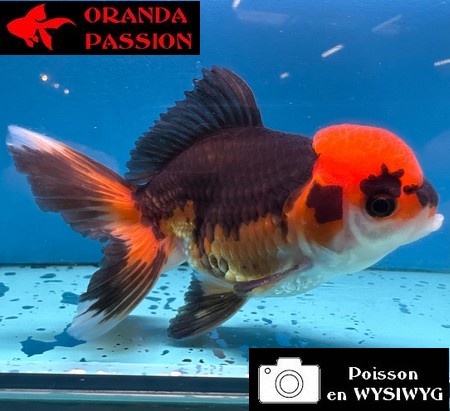VOILE DE CHINE ORANDA 10-12 cm WYSIWYG ROUGE ET NOIR TANCHO 36