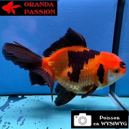 VOILE DE CHINE ORANDA 10-12 cm WYSIWYG ROUGE ET NOIR  22