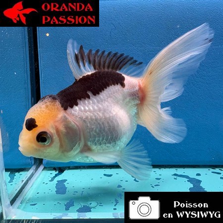 VOILE DE CHINE ORANDA 10-12 cm WYSIWYG PANDA 24
