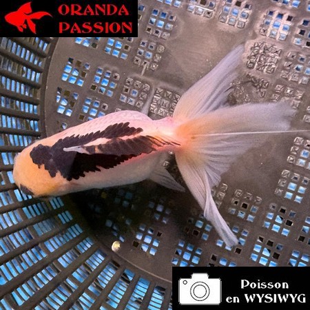 VOILE DE CHINE ORANDA 10-12 cm WYSIWYG PANDA 24BIS