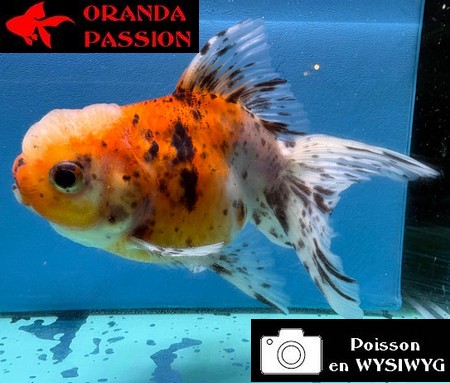 VOILE DE CHINE ORANDA 10-12 cm WYSIWYG CALICO 26
