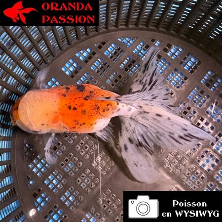 VOILE DE CHINE ORANDA 10-12 cm WYSIWYG CALICO 26BIS