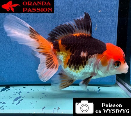 VOILE DE CHINE ORANDA 10-12 cm WYSIWYG TRICOLORE 27