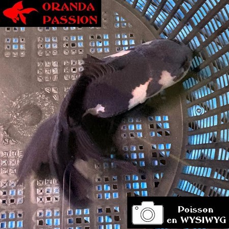 VOILE DE CHINE ORANDA 10-12 cm WYSIWYG PANDA 29BIS
