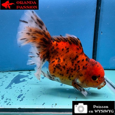 VOILE DE CHINE ORANDA 10-12 cm WYSIWYG ROUGE TIGRE 30