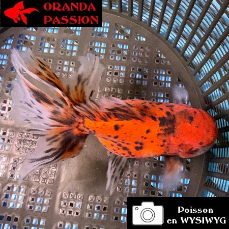VOILE DE CHINE ORANDA 10-12 cm WYSIWYG ROUGE TIGRE 30BIS