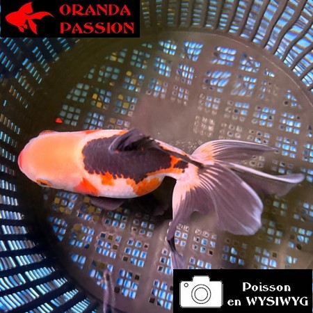 VOILE DE CHINE ORANDA 10-12 cm WYSIWYG TRICOLORE 31BIS