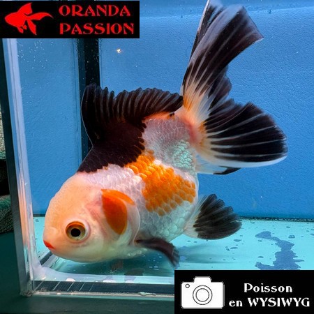 VOILE DE CHINE ORANDA 10-12 cm WYSIWYG TRICOLORE 31