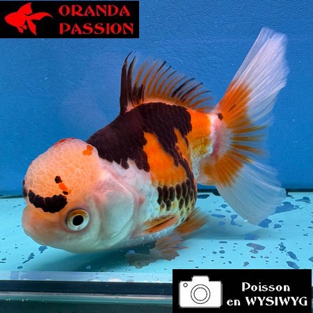 VOILE DE CHINE ORANDA 10-12 cm WYSIWYG TRICOLORE 32