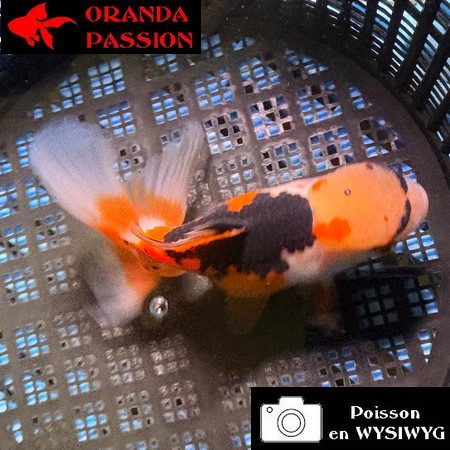VOILE DE CHINE ORANDA 10-12 cm WYSIWYG TRICOLORE 32BIS