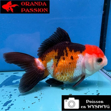 VOILE DE CHINE ORANDA 10-12 cm WYSIWYG TRICOLORE TANCHO 34
