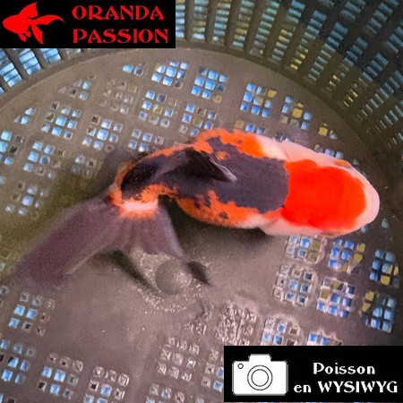 VOILE DE CHINE ORANDA 10-12 cm WYSIWYG TRICOLORE TANCHO 34BIS