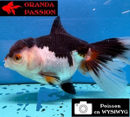 VOILE DE CHINE ORANDA 10-12 cm WYSIWYG PANDA 35