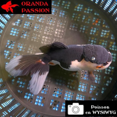 VOILE DE CHINE ORANDA 10-12 cm WYSIWYG PANDA 35BIS