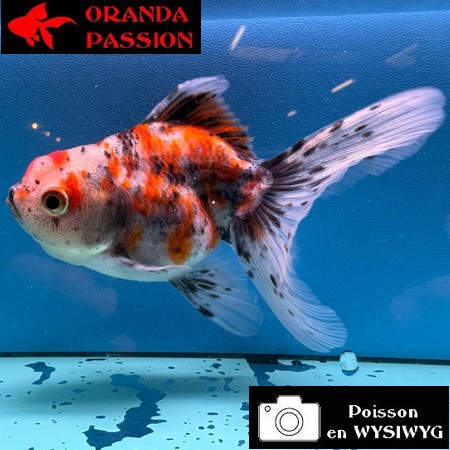VOILE DE CHINE ORANDA 10-12 cm WYSIWYG CALICO 37