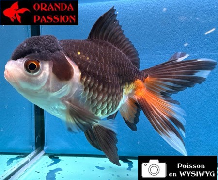 VOILE DE CHINE ORANDA 10-12 cm WYSIWYG PANDA 38