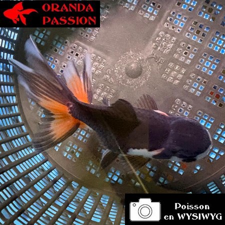 VOILE DE CHINE ORANDA 10-12 cm WYSIWYG PANDA 38BIS