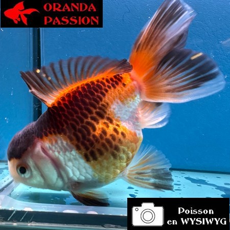 VOILE DE CHINE ORANDA 10-12 cm WYSIWYG TRICOLORE DORE 40