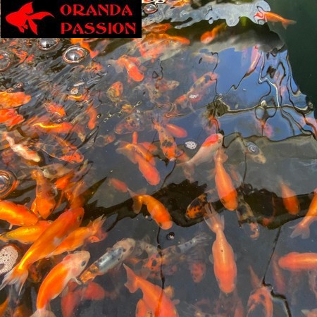 LOT 4 DE VOILE DE CHINE ORANDA PASSION