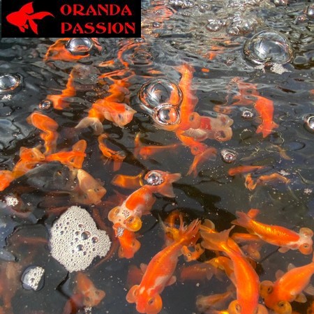 LOT 3 DE VOILE DE CHINE ORANDA PASSION