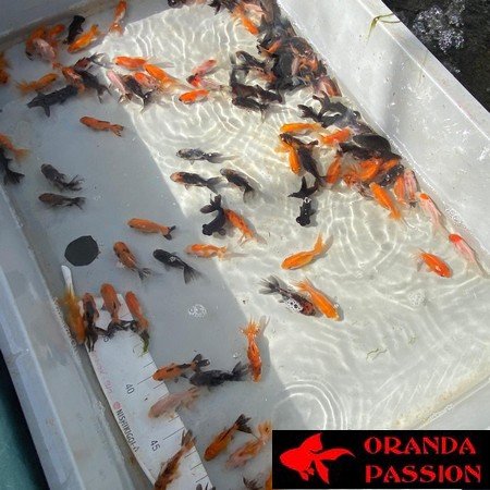 LOT 2 DE VOILE DE CHINE ORANDA PASSION