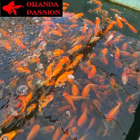 LOT 5 DE VOILE DE CHINE ORANDA PASSION