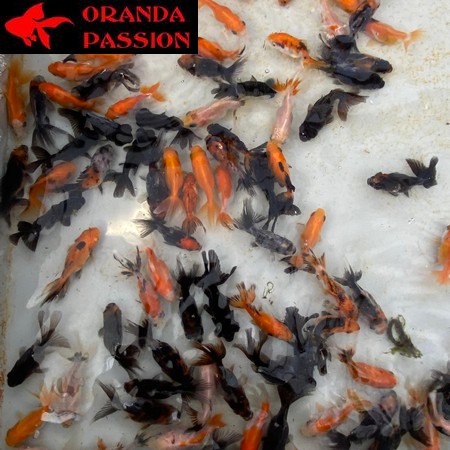 LOT DE VOILE DE CHINE ORANDA PASSION