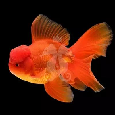 achat poisson rouge voile de chine tête de lion oranda rouge