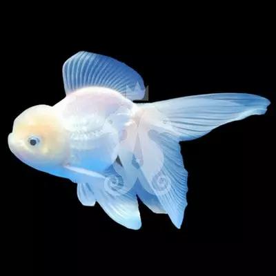 achat poisson rouge voile de chine tête de lion oranda blanc