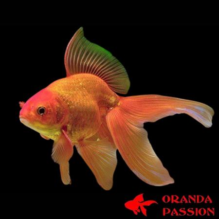 achat poisson rouge voile de chine fantail rouge