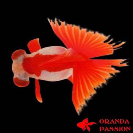 achat poisson rouge voile de chine butterfly telescope rouge et blanc