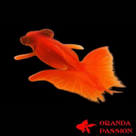 achat poisson rouge voile de chine butterfly telescope rouge